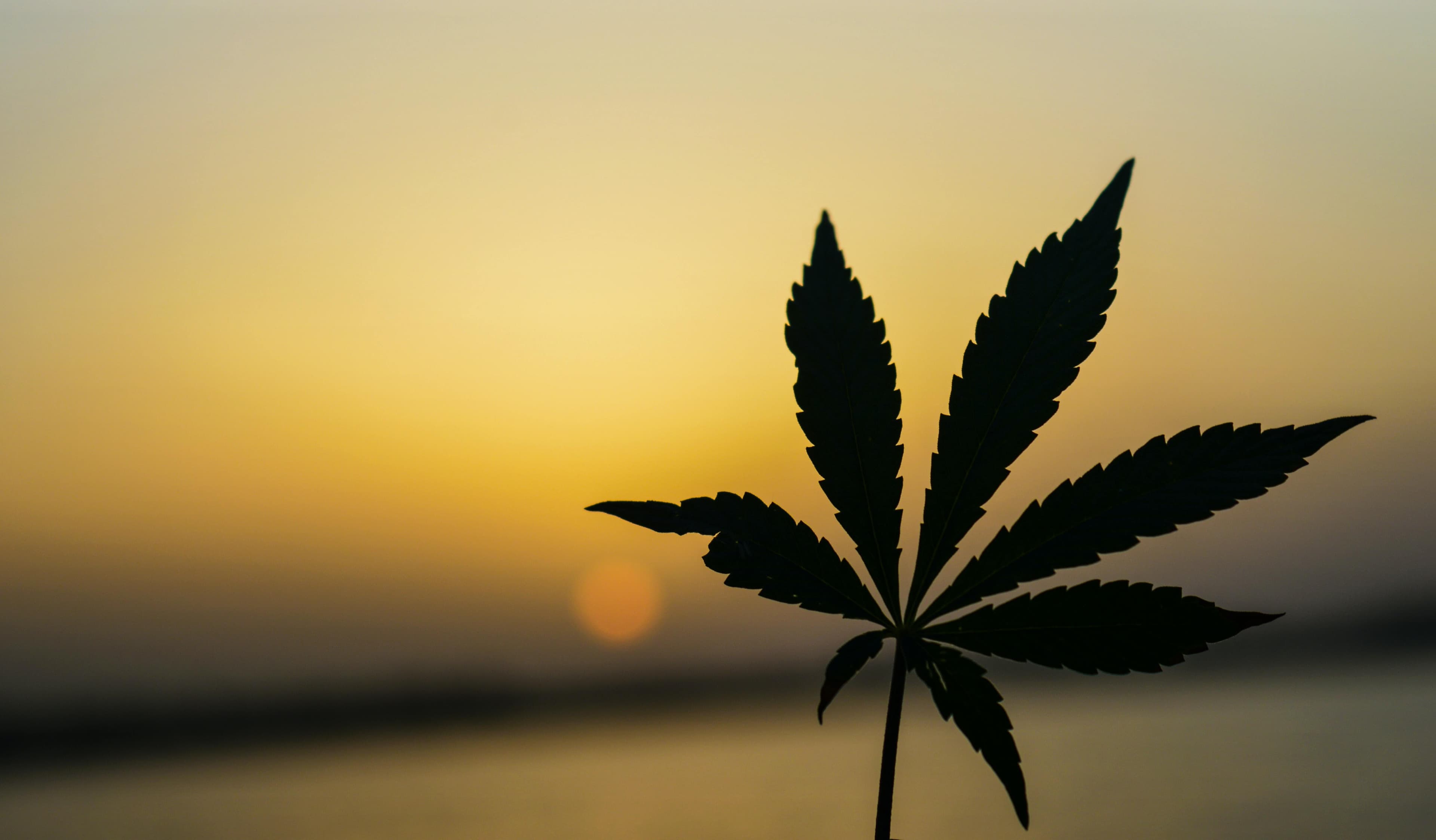 Weed